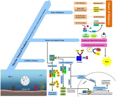 Anti-diabetic effects of marine natural products through redox modulation via Nrf2/HO-1 cytoprotective pathways